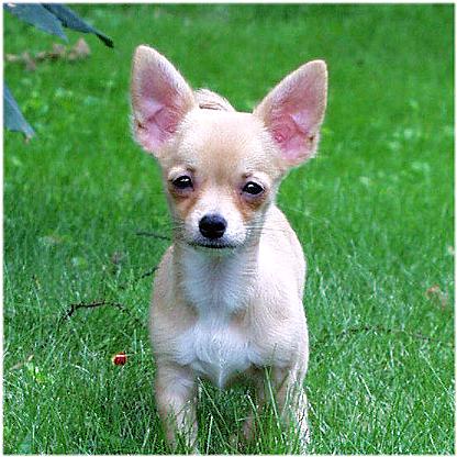 newbaby-8-2-00-Chihuahua Dog-by Ken Mezger.JPG