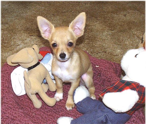 newbaby-toys2-8-3-00-Chihuahua Dog-by Ken Mezger.JPG
