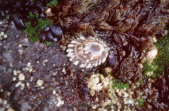 peri01-Periwinkle-and-Mussels-by S Thomas Lewis.jpg