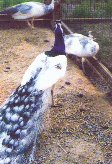 pied04-White-eyed silver pied peacock-rear view-by Dan Cowell.jpg