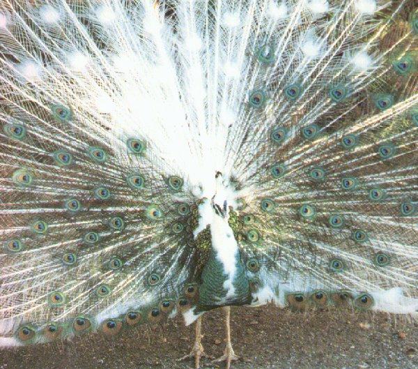 pied spaulding peacock-display-by Dan Cowell.jpg