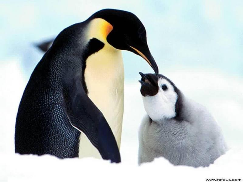 pinquin2-Emperor Penguins-by Dineke Jansen.jpg