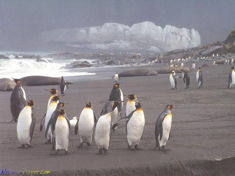 pinquins-Emperor Penguins-by Dineke Jansen.jpg