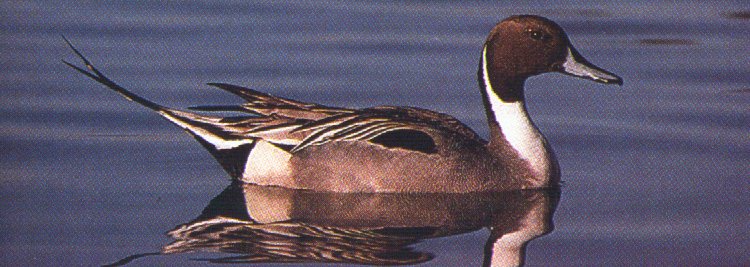 pintail drake-duck floating on water-reflection-by Dan Cowell.jpg