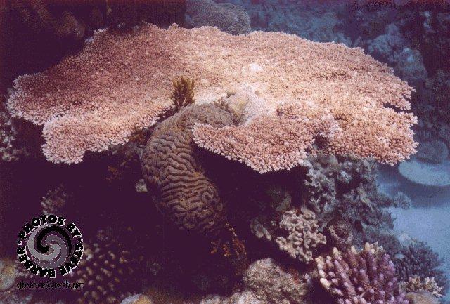 platebra-Brain Coral-by Steve Barber.jpg