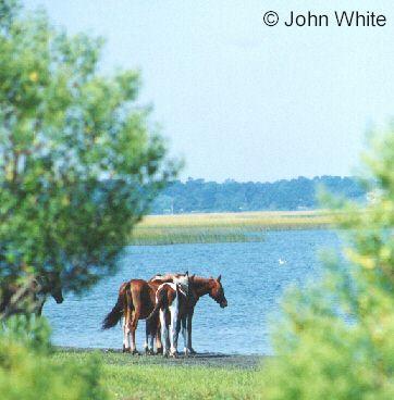 pony01-Paint Horses-from Assateague Island-by John White.jpg