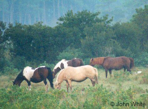 pony02-Paint Horses-from Assateague Island-by John White.jpg