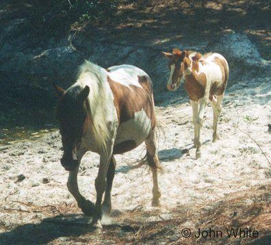 pony03-Paint Horses-from Assateague Island-by John White.jpg