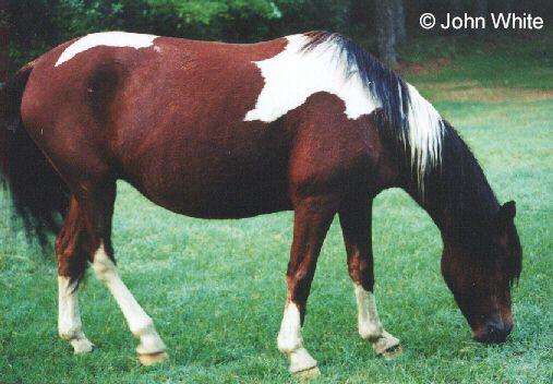 pony04-Paint Horse-from Assateague Island-by John White.jpg