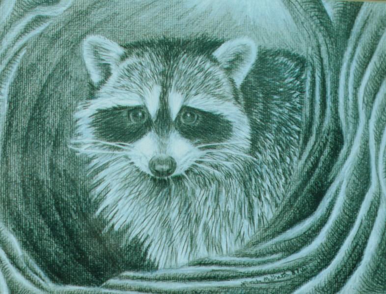 raccoon drawing-by Linda Bucklin.jpg