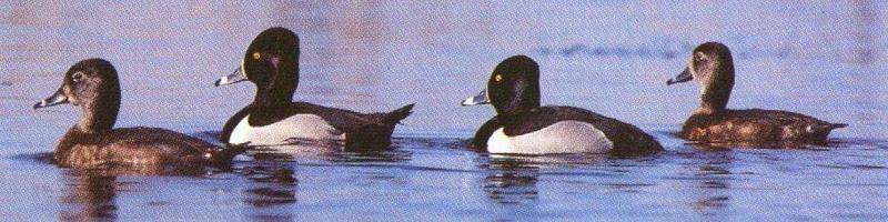 ringneck ducks-floating on water-by Dan Cowell.jpg