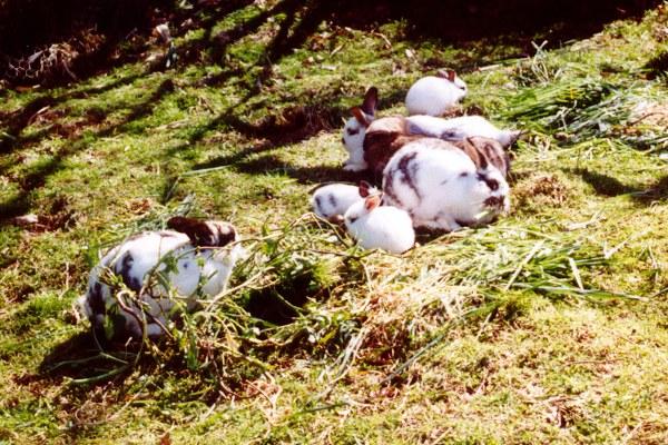 rr Bunny Gathering-Minilop Rabbit-by Reiner Richter.jpg