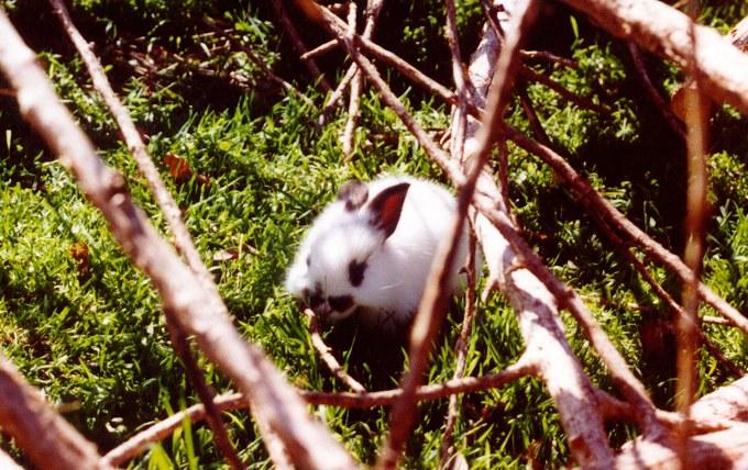 rr Bunny Hiding-Minilop Rabbit-by Reiner Richter.jpg