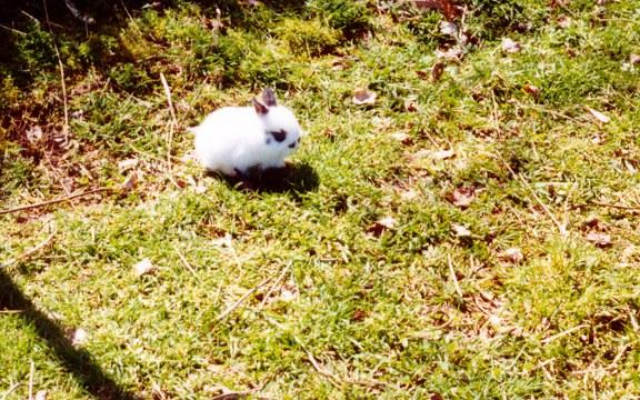 rr Bunny Lonely-Minilop Rabbit-by Reiner Richter.jpg