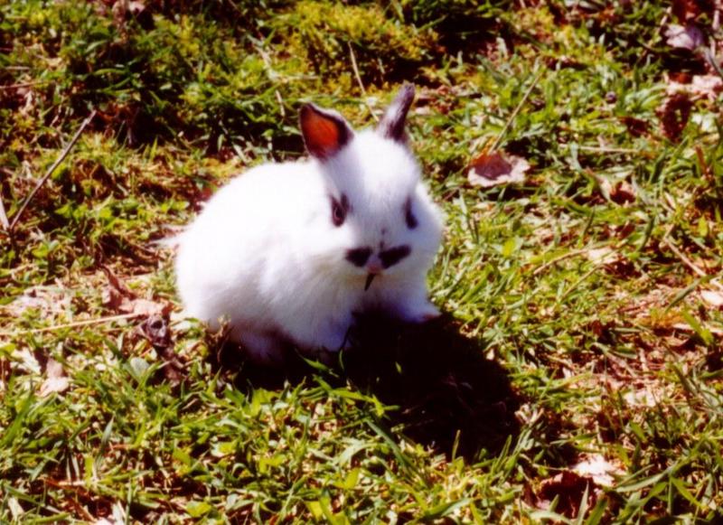 rr Bunny Munching-Minilop Rabbit-by Reiner Richter.jpg