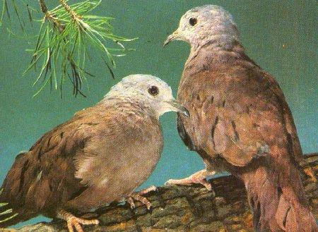 ruddy ground doves-pair on branch-by Dan Cowell.jpg
