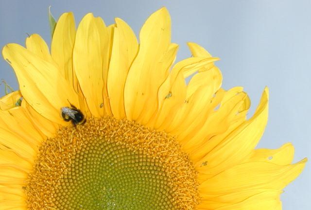 rust4480-Bumblebee on sunflower-by Erich Mangl.jpg