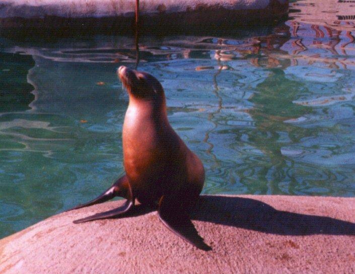 sea lion-closeup-at KC Zoo-by Dan Cowell.jpg