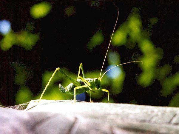 shn-Green Grasshopper-by Eduardo Sabal.jpg