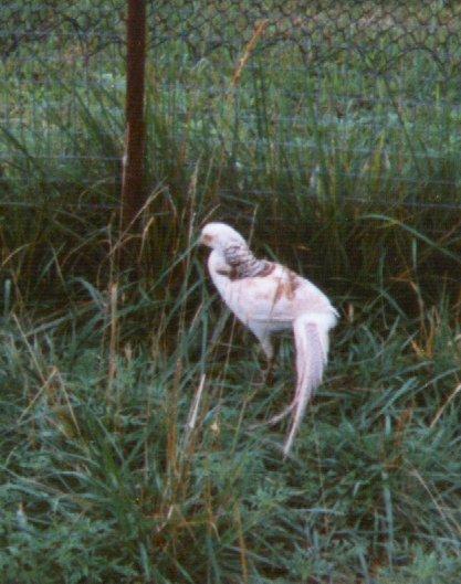 silver golden pheasant-in tall grass-by Dan Cowell.jpg