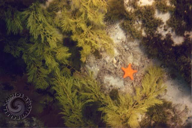 starfish stargreece-Australia-by Steve Barber.jpg