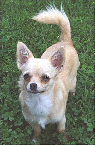 sweetie-5-19-01-a-Chihuahua Dog-by Ken Mezger.jpg