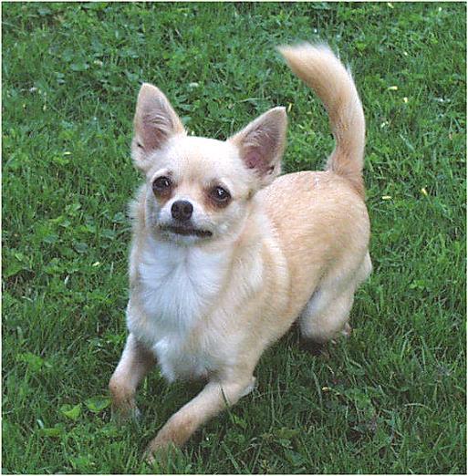 sweetie-5-19-01-b-Chihuahua Dog-by Ken Mezger.jpg