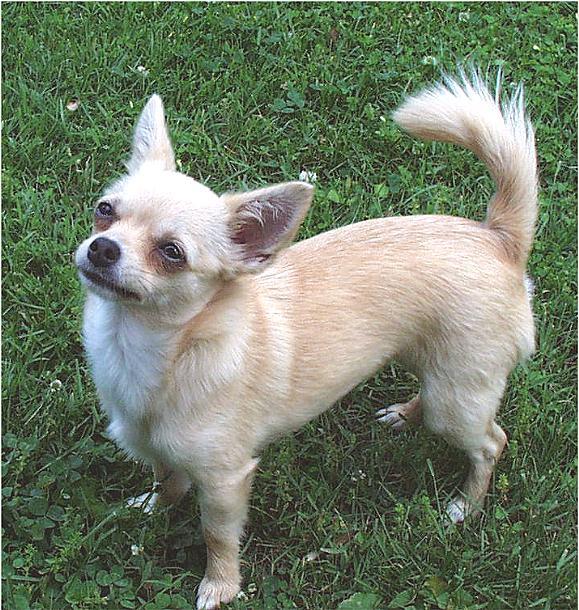 sweetie-5-19-01-c-Chihuahua Dog-by Ken Mezger.jpg