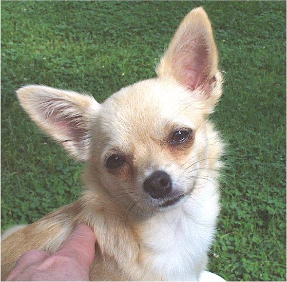 sweetie-5-19-01-d-Chihuahua Dog-by Ken Mezger.jpg