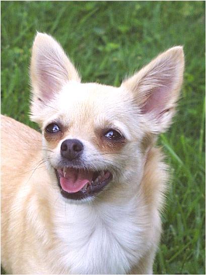 sweetie-5-2-01-a-Chihuahua Dog-by Ken Mezger.jpg