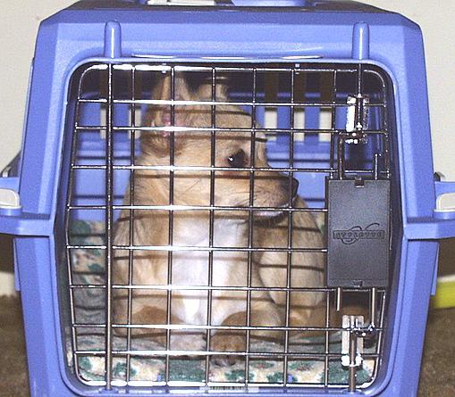 sweetie-crate-1-13-00-Chihuahua Dog-by Ken Mezger.jpg