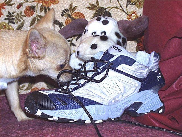 sweetie-shoe-2-1-Chihuahua Dog Puppy-by Ken Mezger.jpg