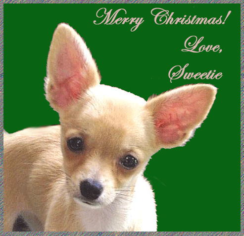 sweetie-xmasgreteing-Chihuahua Dog-by Ken Mezger.gif