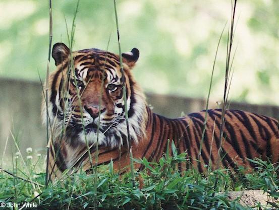 tiger1-by John White.jpg