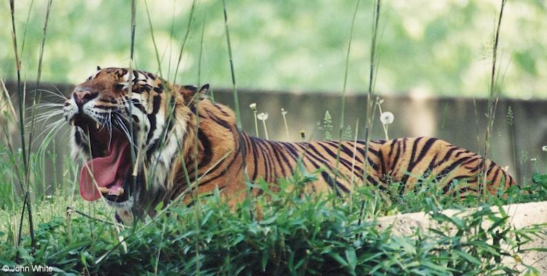 tiger3-by John White.jpg