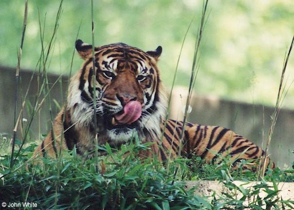 tiger6-by John White.jpg