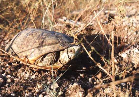 turtle1-Tortoise of Arizona-by Paul Becotte-Haigh.jpg