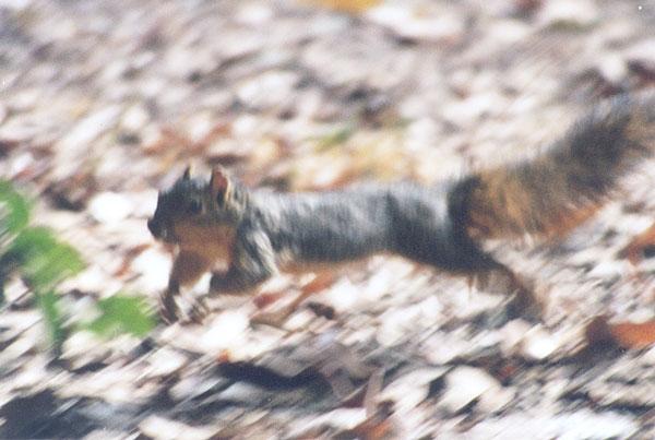 twitchy2-Grey Squirrel-by Gregg Elovich.jpg