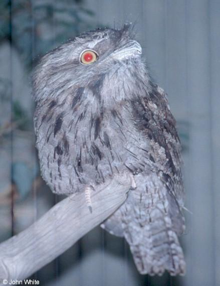 unk1-Tawny Frogmouth-by John White.jpg