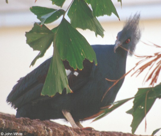 unk2-Blue Crowned Pigeon-by John White.jpg