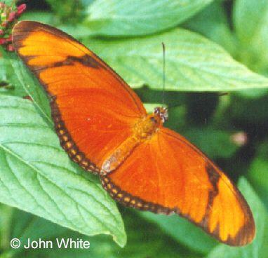 unk but1-Heliconian Julia Butterfly-by John White.jpg
