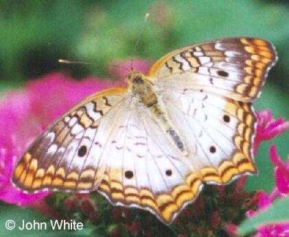 unk but2-Unidentified Butterfly-by John White.jpg