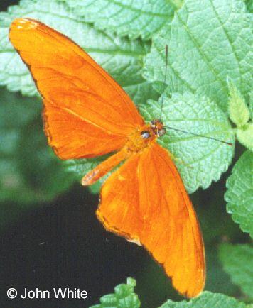 unk but3-Heliconian Orange Butterfly-by John White.jpg