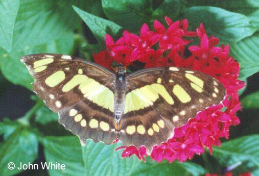 unk but4-Unidentified Butterfly-by John White.jpg
