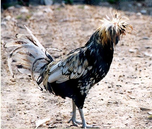 unknown fowl 1-Silver-laced Polish Chicken-by Denise McQuillen.jpg