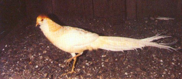 white golden pheasant walks-by Dan Cowell.jpg