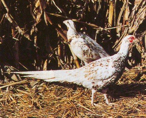 white ringneck-pied mutation-Ring-necked pheasants-pair-by Dan Cowell.jpg