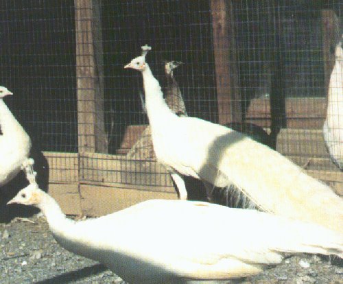 white spaulding peacocks-in cage-by Dan Cowell.jpg