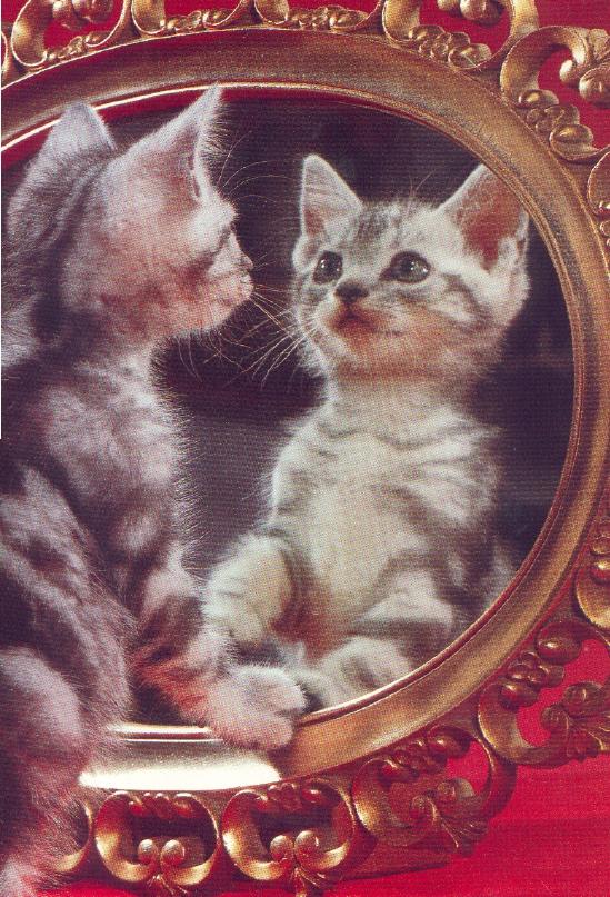 wlhj-cat-lookin -good-House Cat Kitten-by William L. Harris Jr.jpg