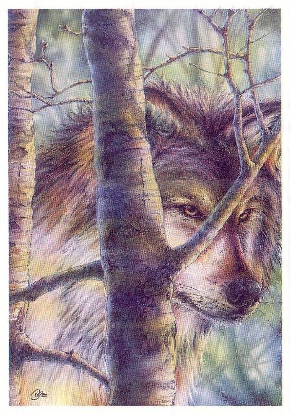 wlhj-cc002-2000cy-canis-lupis-Gray Wolf-by William L Harris Jr.jpg